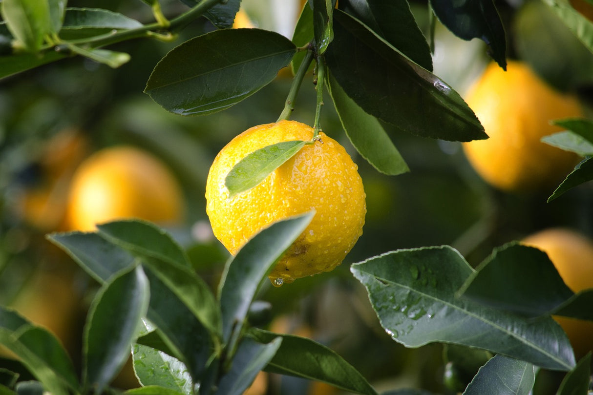 Bio Glasreiniger, LEMON