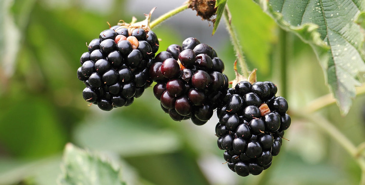Bio Brombeeren, gefriergetrocknet