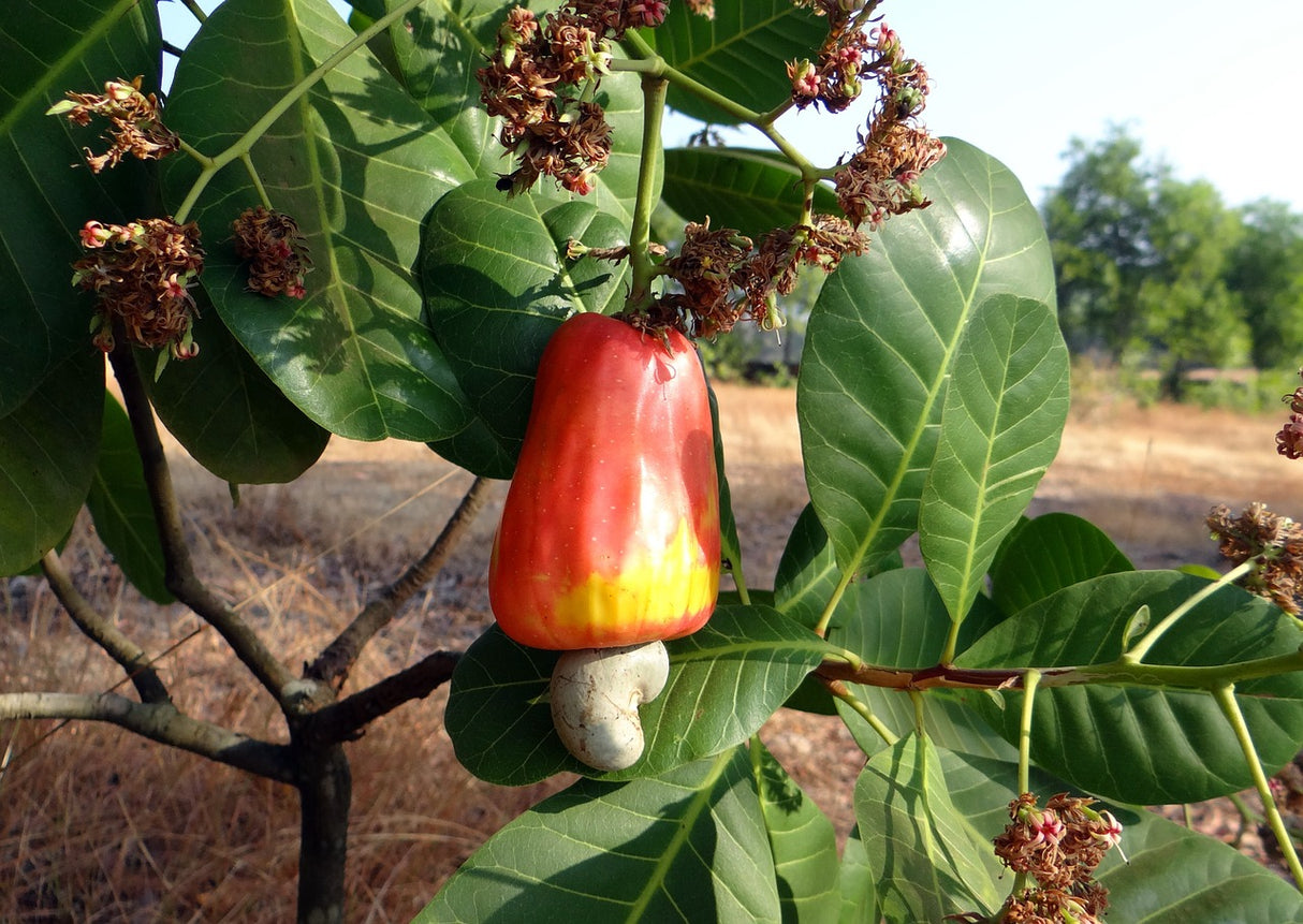 Bio Cashewkerne