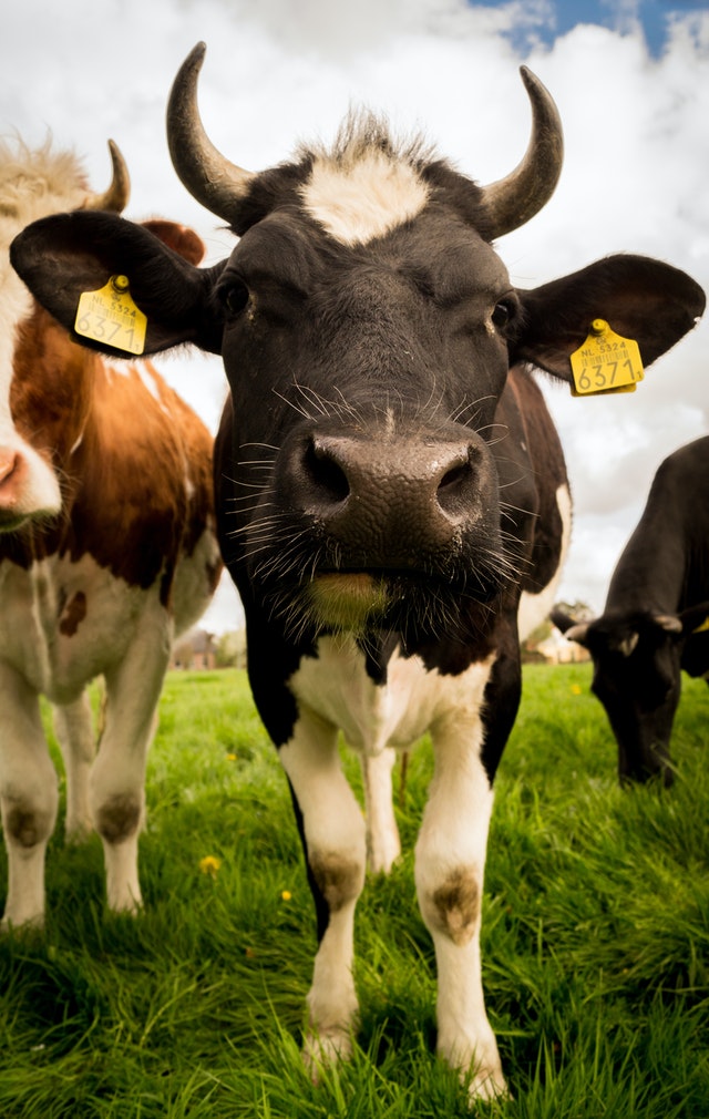 Bio Milch Protein Konzentrat 85, Vanille