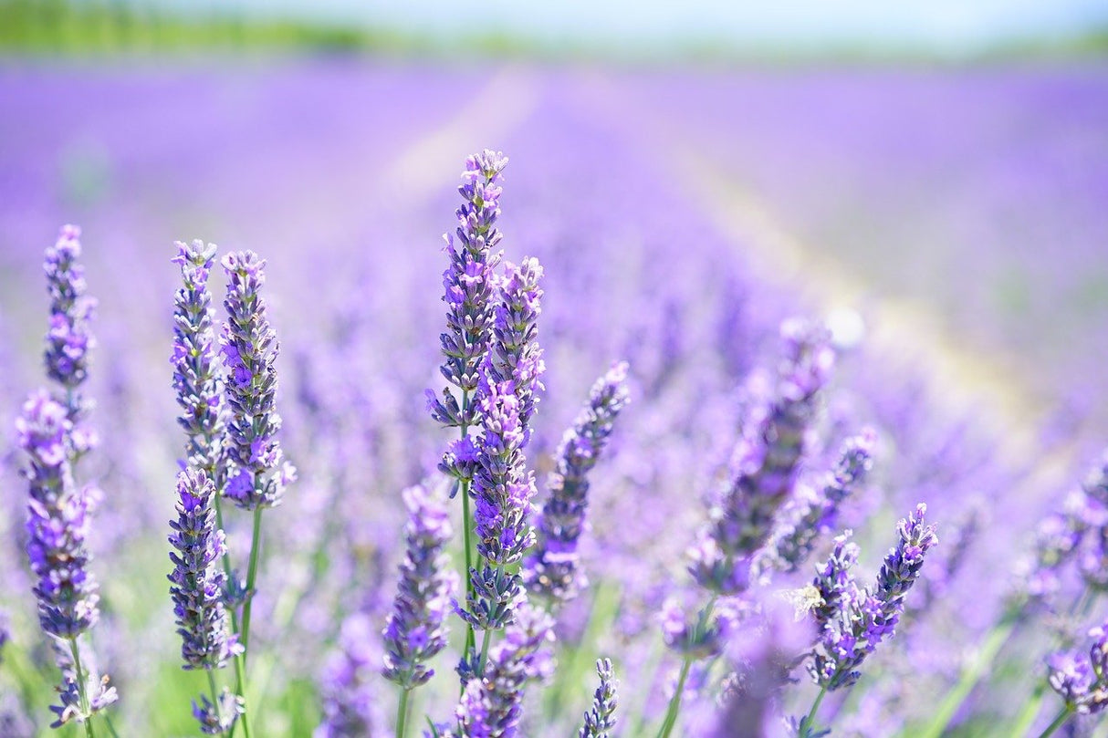 Bio Waschmittel, Lavendel