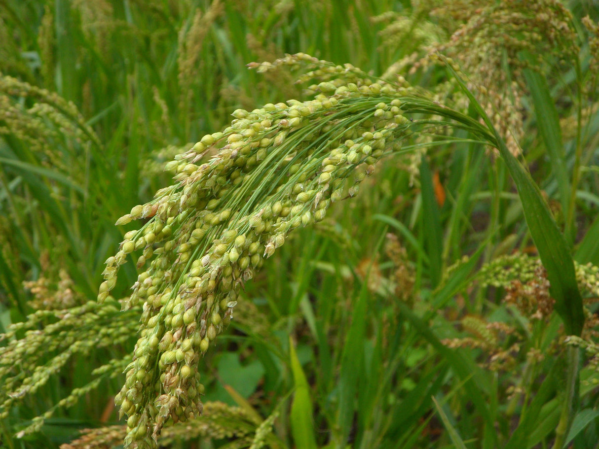 Bio Braunhirse, Vollwertpulver
