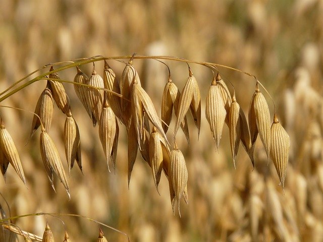 Bio Haferflocken