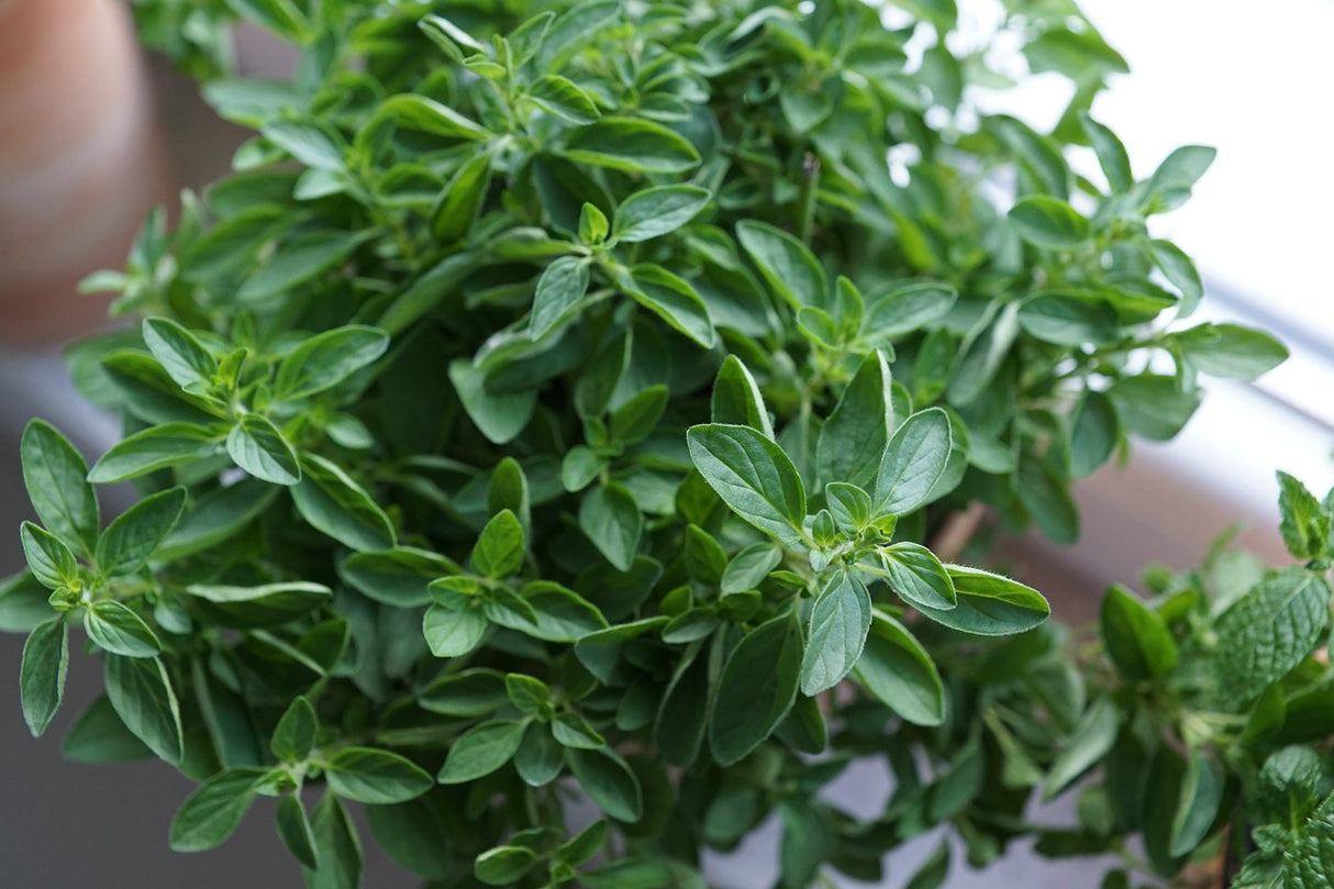 Griechischer Oregano, Wildwuchs aus dem Taygetos-Gebirge