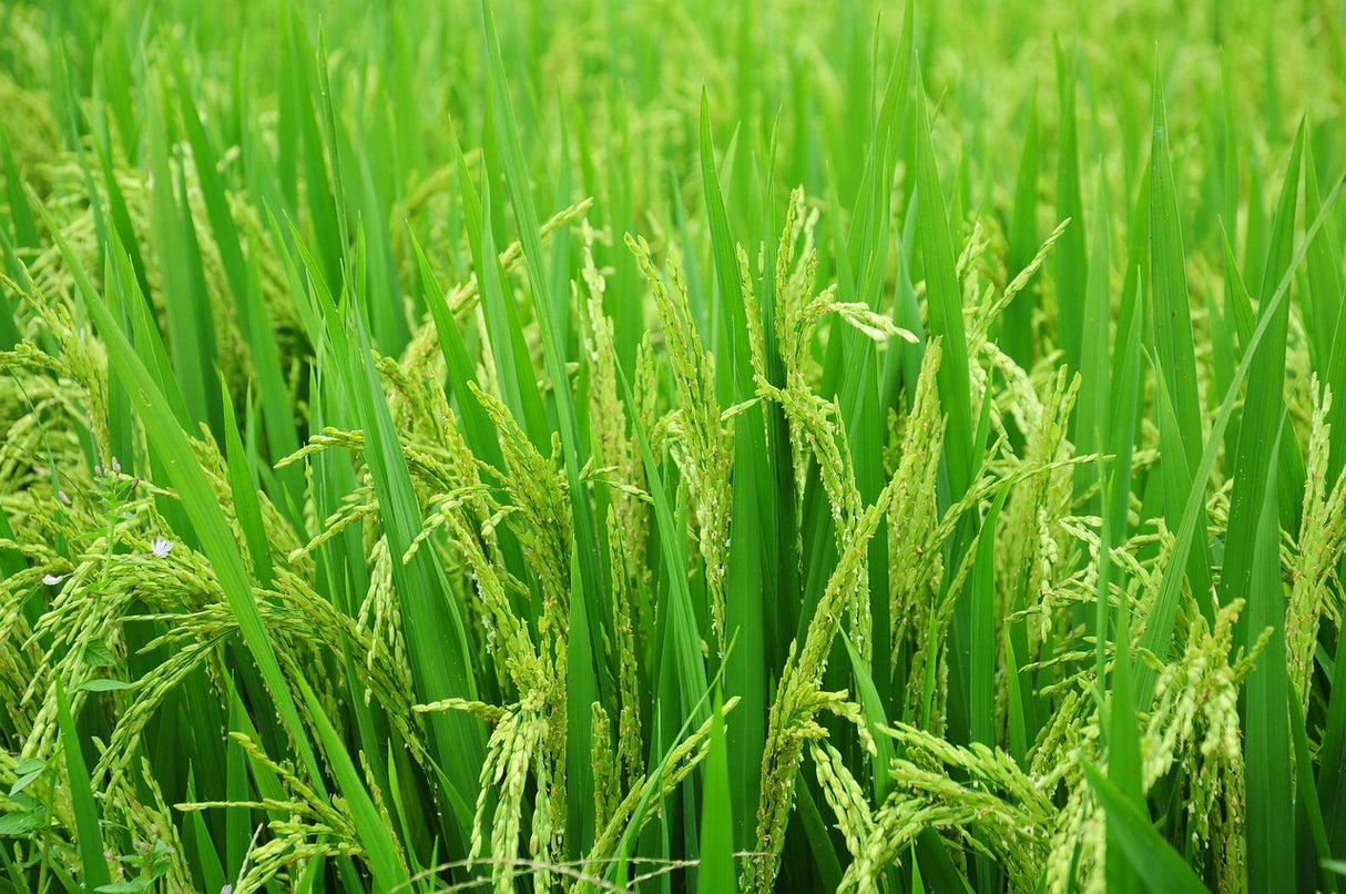 Bio Basmatireis, geschält