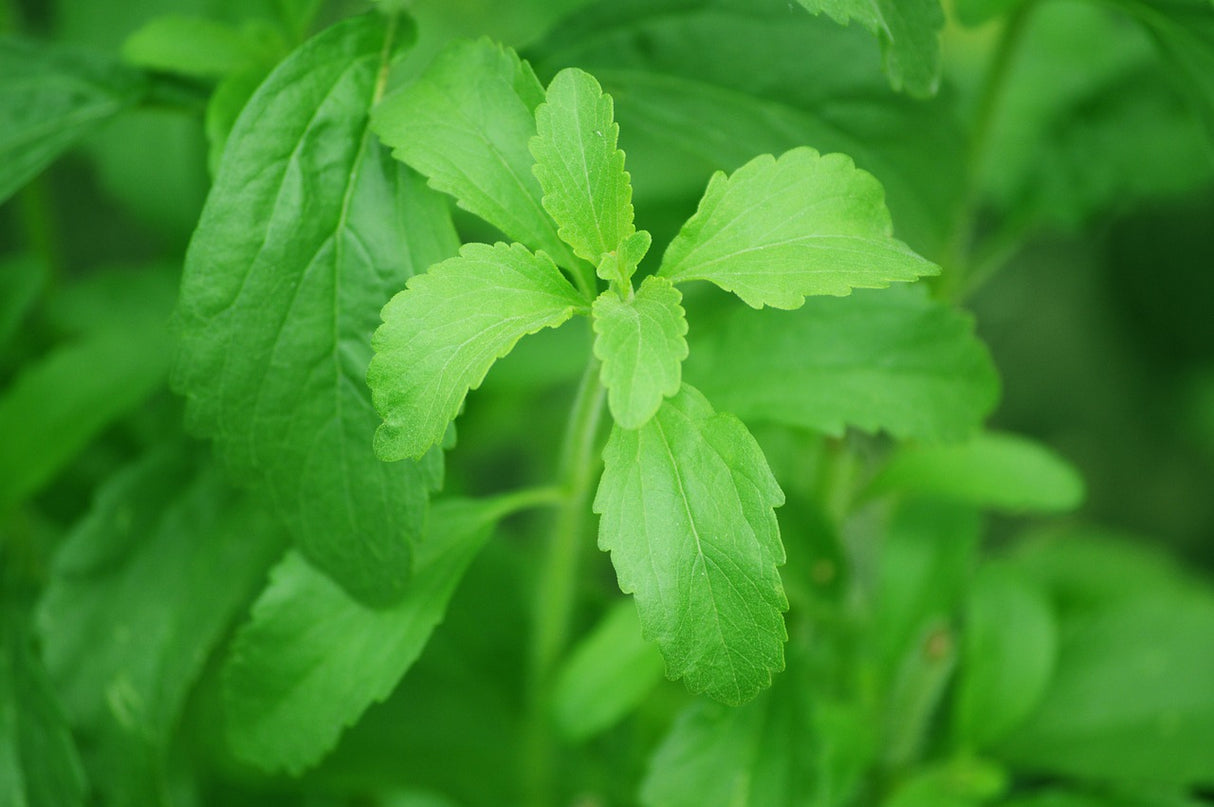 Stevia, flüssig