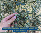 Bio Olivenöl aus Sizilien