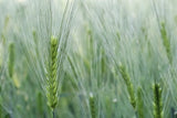 Bio Flockenmischung