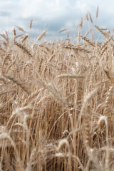 Bio Flockenmischung
