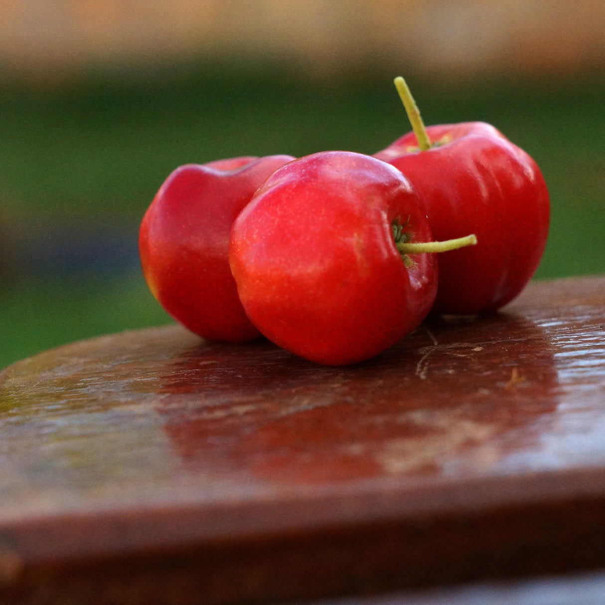 Bio Acerola, Lutschtabletten