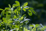 Bio Urkraft