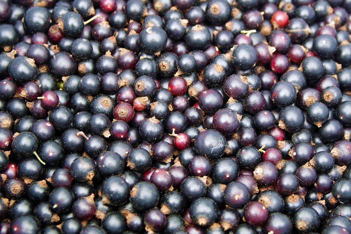 schwarze Bio Johannisbeeren, gefriergetrocknet