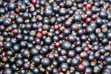 schwarze Bio Johannisbeeren, gefriergetrocknet