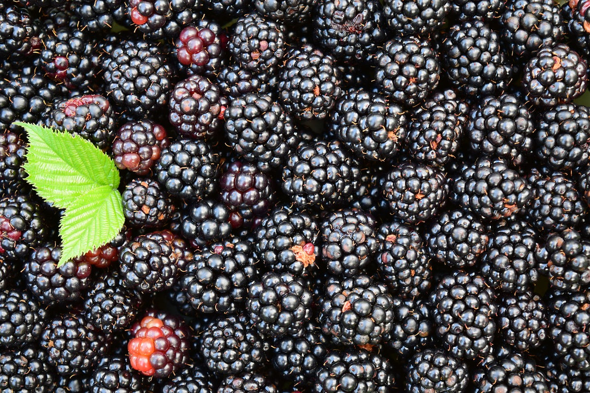 Bio Brombeeren, gefriergetrocknet