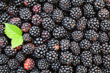 Bio Brombeeren, gefriergetrocknet
