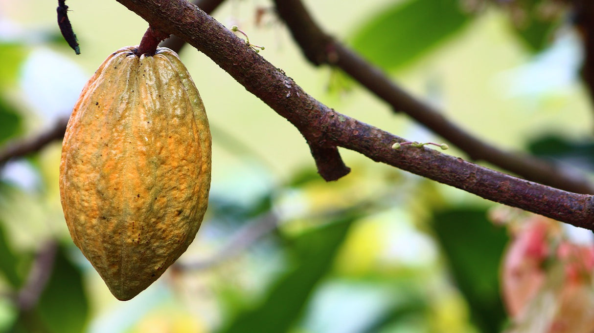 Bio Kakao-Drink
