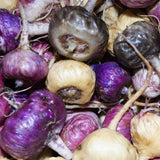Bio Energy mit Weizenkeimen