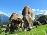 Bio Milch Protein Banane 85, Banane
