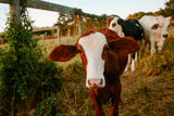 Bio Milch Protein Konzentrat 85, Kakao