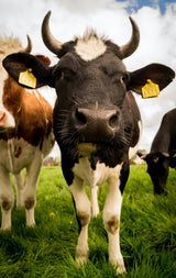 Bio Milch Protein Konzentrat 85, Vanille
