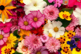 Bio Waschmittel, Wildblume