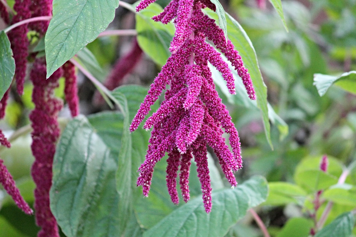 Bio Amaranth