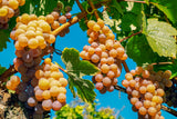 Bio TRAUBENMOST "Mosto d` Uva"