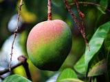 Bio Mango, getrocknet
