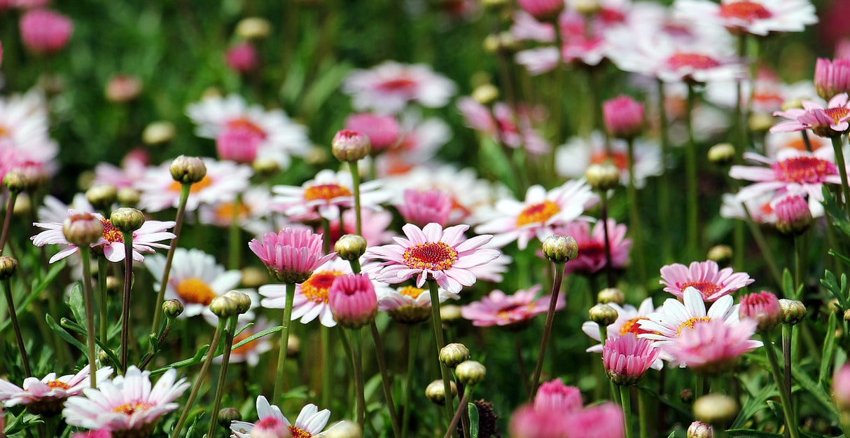 Bio Badreiniger, Blüte