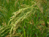 Bio Crunchy Plus Ballaststoffe