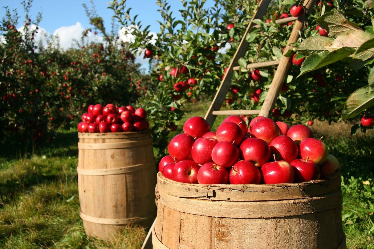 Italienischer Bio Apfelessig, naturtrüb