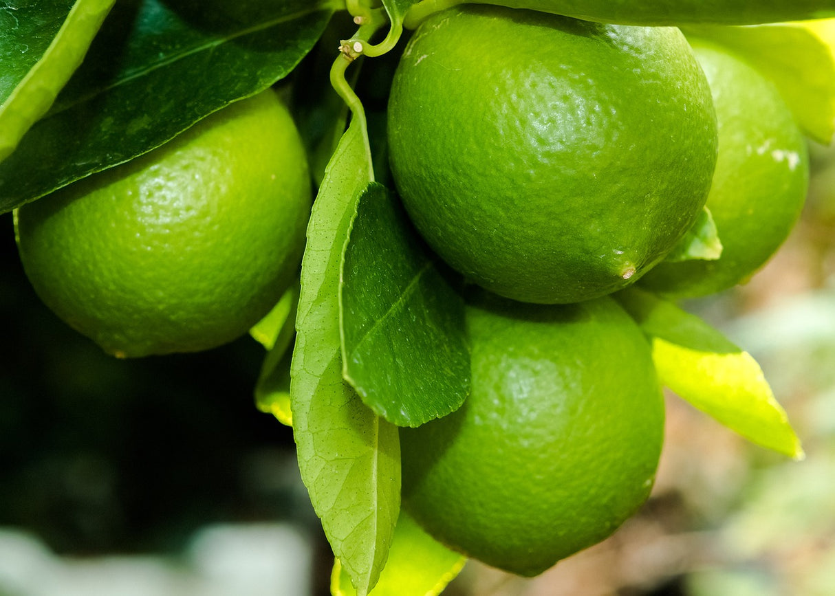 Bio Geschirrspülmittel, Limette