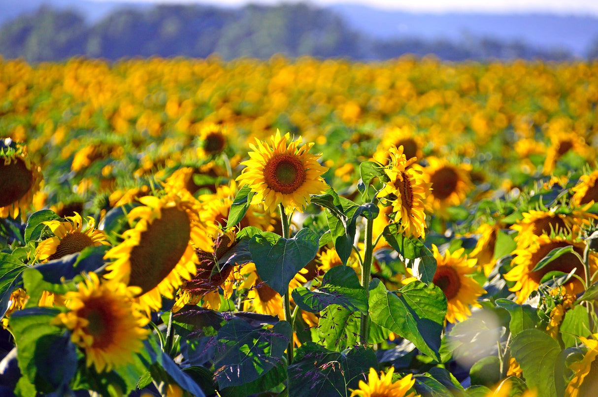 Bio Sonnenblumenkerne