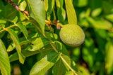Bio Walnüsse