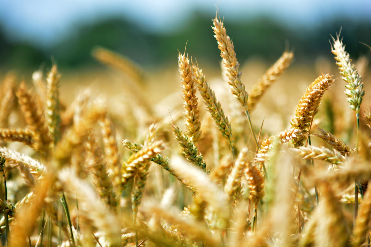 Gepuffter Bio Weizen mit Honig