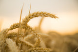 Bio Weizenkeime aus Österreich