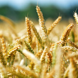 Bio Energy mit Weizenkeimen
